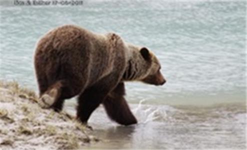 戈尔登 Bear Corner Adventures Bed & Bale酒店 外观 照片
